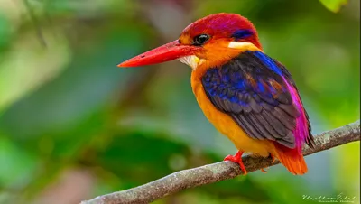 10 самых красивых птиц - Интересные фото