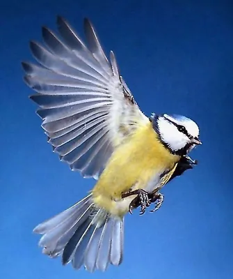 Топ-10 самых красивых птиц | Toptop | Дзен