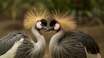 Картинки самых красивых птиц в мире - 81 фото
