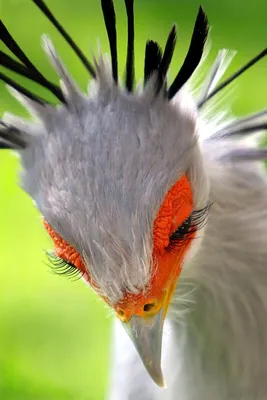 Зимородок - одна из самых красивых птиц обитающих в России | Пикабу
