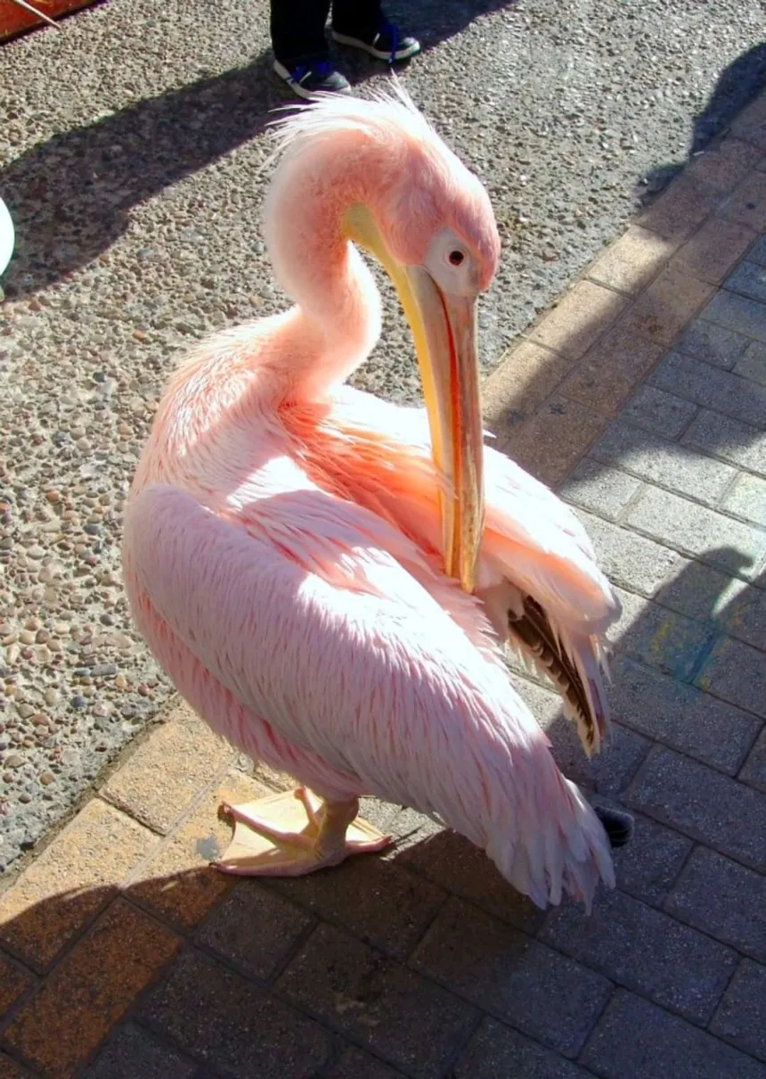 Розовый пеликан красная. Птицы Пеликан розовый Пеликан. Африканский розовый Пеликан. Розовый Пеликан красная книга.