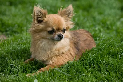 Маленькие породы собак с фото и названиями | Блог Vetgroom