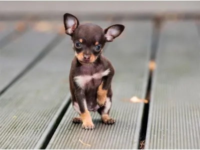 чихуахуа и один из самых маленьких пород собак Стоковое Фото - изображение  насчитывающей глаза, ангстрома: 262983286