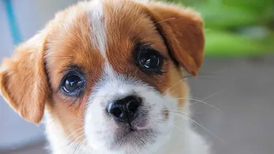 Маленькая злая собака - ученые объяснили причины агрессии у мелких пород  животных