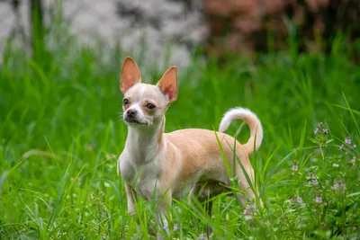 Милые и беззащитные: топ-6 самых маленьких собак