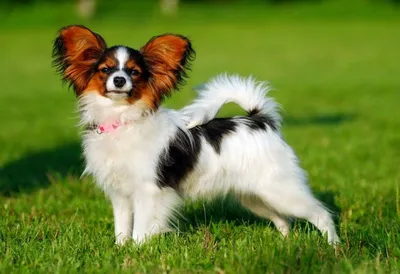 Картинки самых маленьких собак фотографии