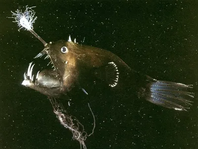 Кто проживает на дне океана: 7 самых страшных подводных монстров - Экспресс  газета