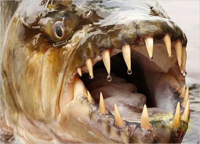 Тигровая рыба Голиаф (лат. Hydrocynus goliath): carabaas — LiveJournal