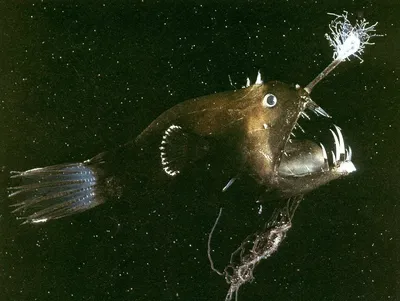 Самые страшные рыбы в мире | Мир животных | Дзен