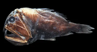 Картинки самых страшных рыб фотографии