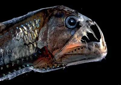 Ядовитая рыба фугу стала постоянным обитателем Средиземного моря —  20.04.2021 — В мире на РЕН ТВ