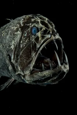 10 самых опасных для человека рыб-1 - Биология