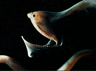 10 самых страшных чудовищ из океанских глубин