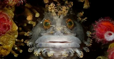 Одни из самых опасных рыб на планете. | Пикабу