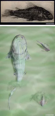 Самые страшные рыбы нашей планеты - Hi-News.ru