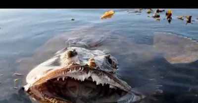 5 самых страшных рыб в мире | Пикабу