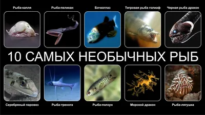 15 самых страшных и опасных животных мира - KakZachem.ru