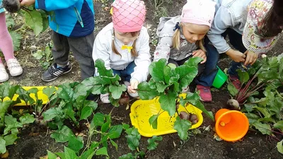 Сбор урожая на огороде детского сада