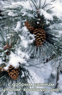 С добрым утром и хорошим днем картинки позитивные зимние и красивые (46  фото) » Красивые картинки, поздравления и пожелания - Lubok.club