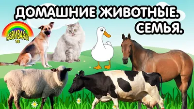 Самые крепкие семьи в мире животных! Топ-5 | Книга животных | Дзен