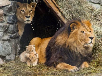 Семья львов стоковое фото. изображение насчитывающей играть - 29115276