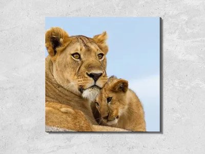 Семья львов стоковое изображение. изображение насчитывающей кот - 29115261