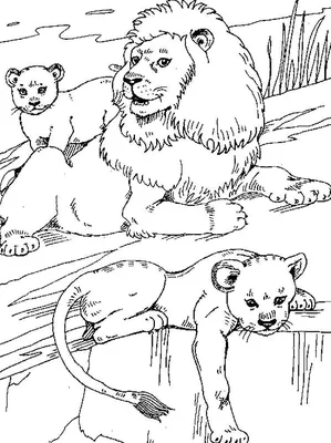 семья льва взрослого и детеныша изолирована. дикая кошка Стоковое  Изображение - изображение насчитывающей львица, люди: 221600125