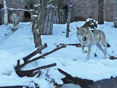 Большая картина из янтаря \" Семья волков \" (ID#1224672069), цена: 3700 ₴,  купить на Prom.ua