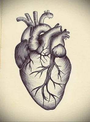 Рисунки для срисовки сердце человеческое - 47 фото