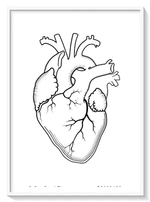 Сердце человека рисунок карандашом для срисовки - 77 фото