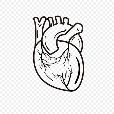 Сердца руки вычерченные черно-белые Иллюстрация вектора - иллюстрации  насчитывающей иллюстрация, праздник: 166989760