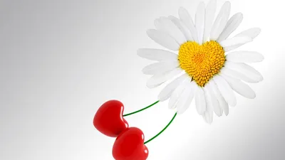 Фотографии День святого Валентина сердечко цветок ромашка 1080x1920