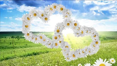 Скачать обои цветы, природа, лепестки, сердце, любовь разрешение 1600x900  #156002
