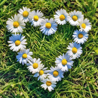 ФУТАЖ Два сердца из ромашек - Footage Two hearts of daisies - YouTube