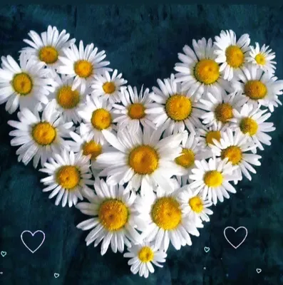 Heart of Daisies