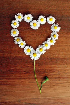 Маргаритка Сердце Ромашки - Бесплатное фото на Pixabay - Pixabay