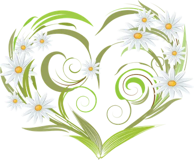 Фотографии День всех влюблённых сердечко Цветы Ромашки 4500x3000