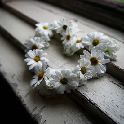 Цветок белой ромашки в сформированном сердце Стоковое Фото - изображение  насчитывающей яркое, дел: 182521730