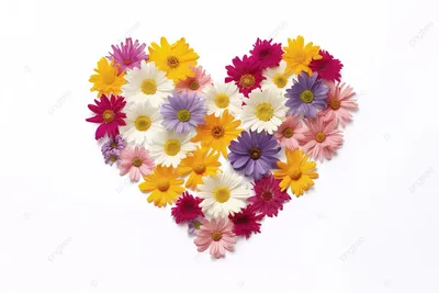 Сердце, сделанное из цветов ромашки на белом фоне Иллюстрация штока -  иллюстрации насчитывающей форма, цветок: 171027365