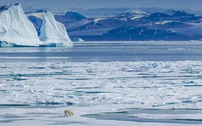 Южный и Северный полюс – чем они отличаются | Географ и глобус | Дзен