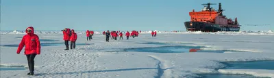 Найти Северный полюс и заняться дайвингом: пять причин поехать в Арктику |  МИР 24 | Дзен