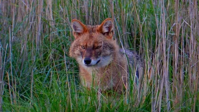 Мертвый Blackbacked шакал с укусами шакала отслеживания его за воротник  Стоковое Изображение - изображение насчитывающей солнечно, шакал: 203868207