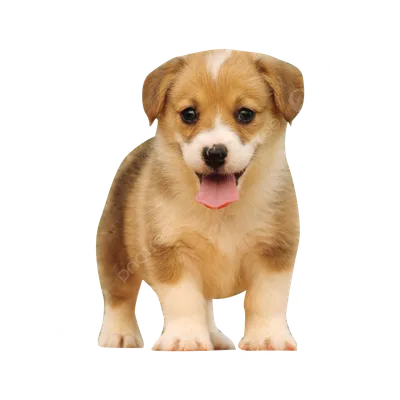хороший щенок PNG , щенок, животное, элемент Png PNG картинки и пнг PSD  рисунок для бесплатной загрузки