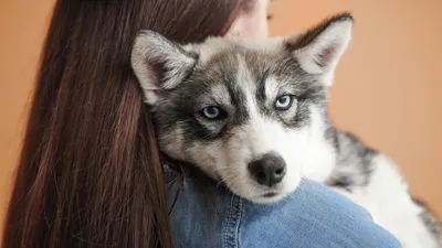 Купить Royal Canin MEDIUM PUPPY корм для щенков средних пород от 2 до 12  месяцев в Киеве и по всей Украине - цена, отзывы в зоомагазине Зоодом  Бегемот