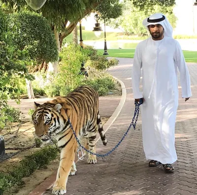 Шейхи Объединенных Арабских Эмиратов - одни из самых богатых людей мира.