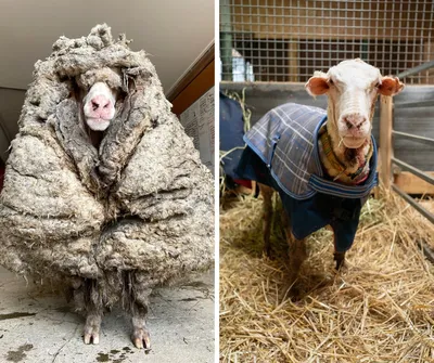 Тепло и мягко: 7 животных с самой качественной шерстью | Вокруг Света