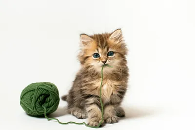Девон-рекс: фото, описание породы, характер кошки | WHISKAS®