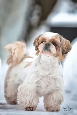 Китайская порода собак ши-тцу, их …» — создано в Шедевруме
