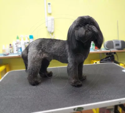 Стрижка ши тцу - цена в груминг салоне Barber Pet в Киеве