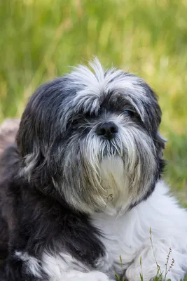 маленькая собака ши тцу с длинными волосами сидит в маленькой круглой  корзине, стрижки для собак фото, стрижка волос, волосы фон картинки и Фото  для бесплатной загрузки